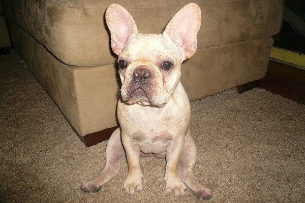 shaved french bulldog