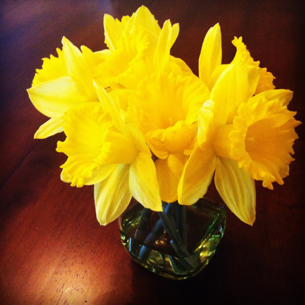 daffodils