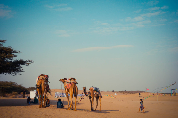 camels in india